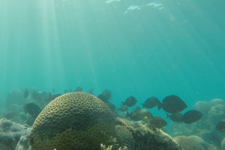 Mergulho - foto 2
