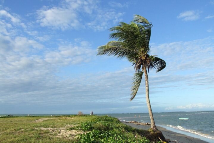 Coroa Alta - foto 2